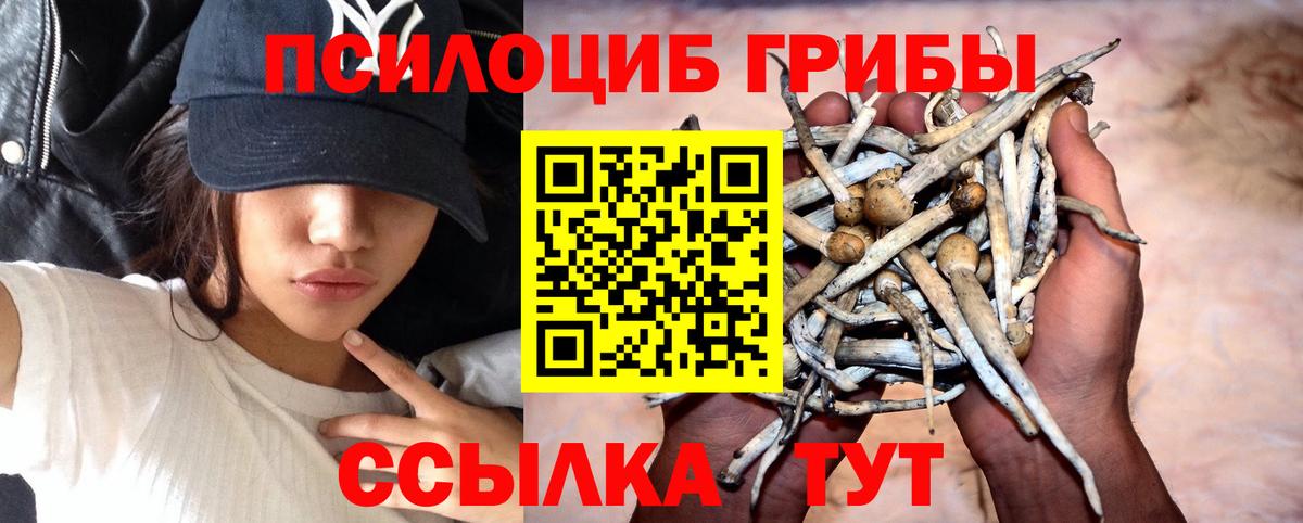 Осинники  Галлюциногенные грибы прущие грибы  Вход с VPN 