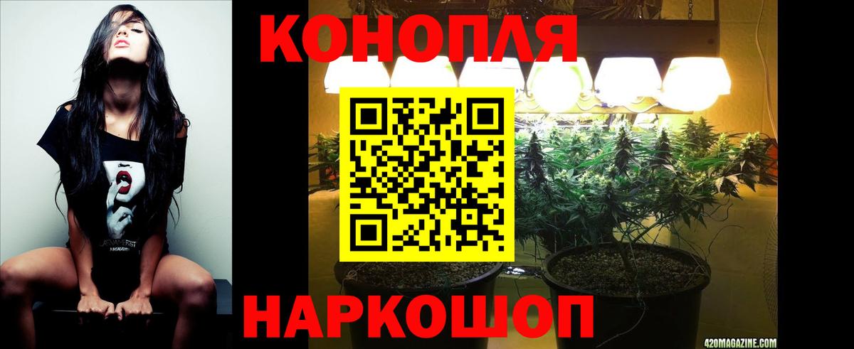 Канабис OG Kush Осинники